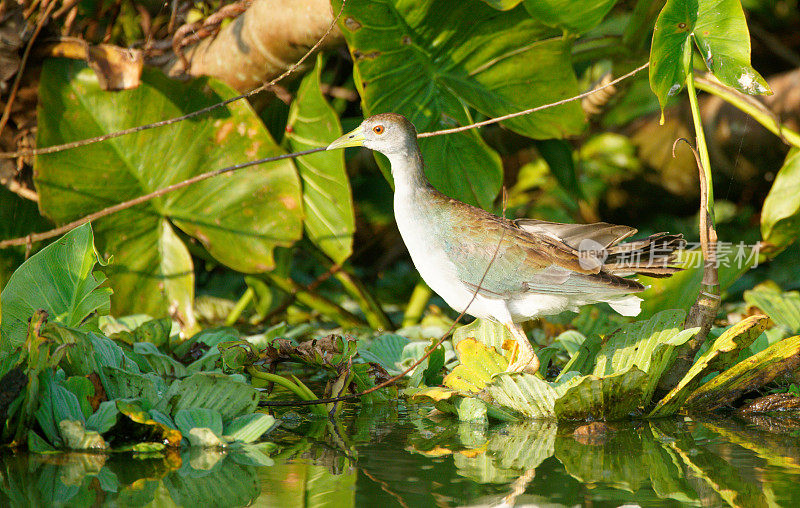 Azure Gallinule